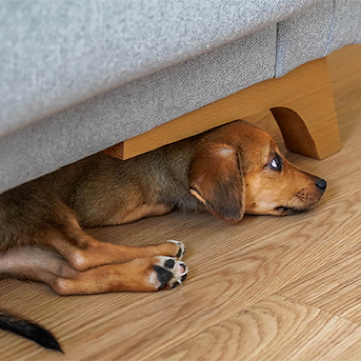 Pero cachorro criollo acostado debajo del sillón.jpg